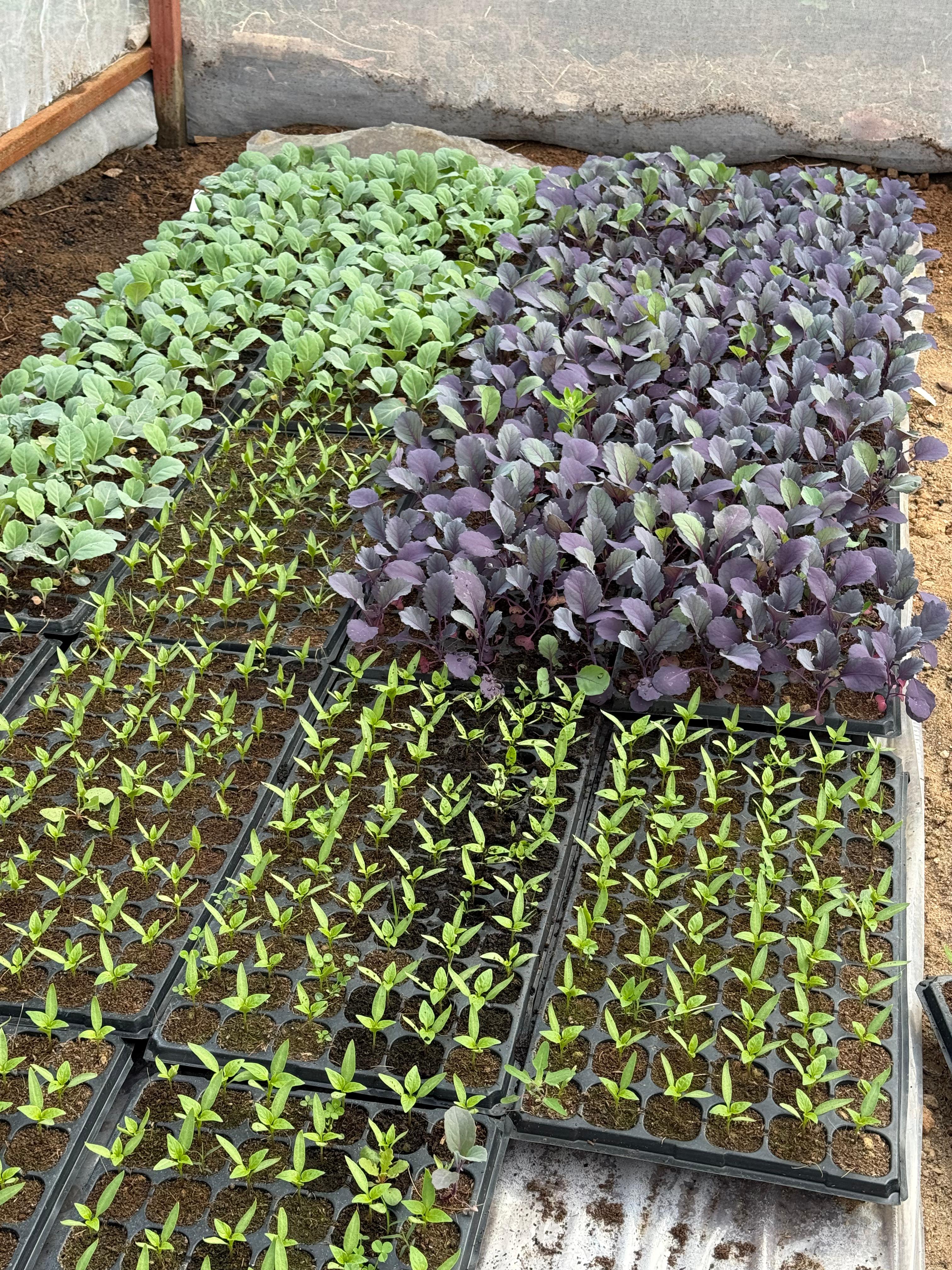 Fresh organic food — LOFAM