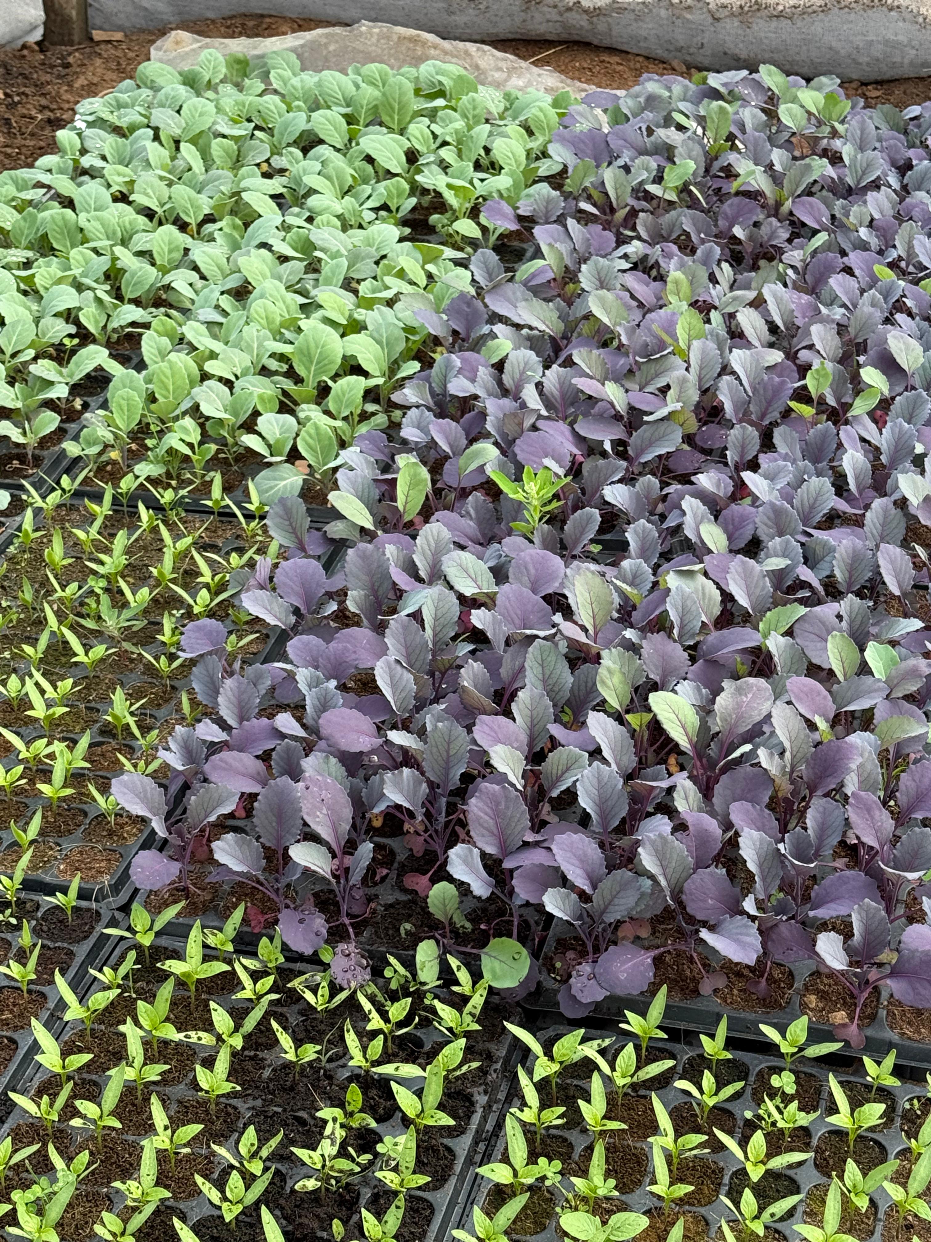 Post-harvest produce